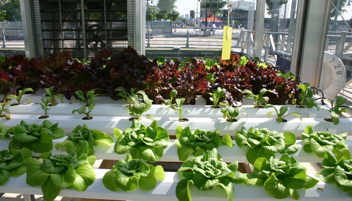 Best Herbs for Hydroponic System: A Comprehensive Guide (2026)