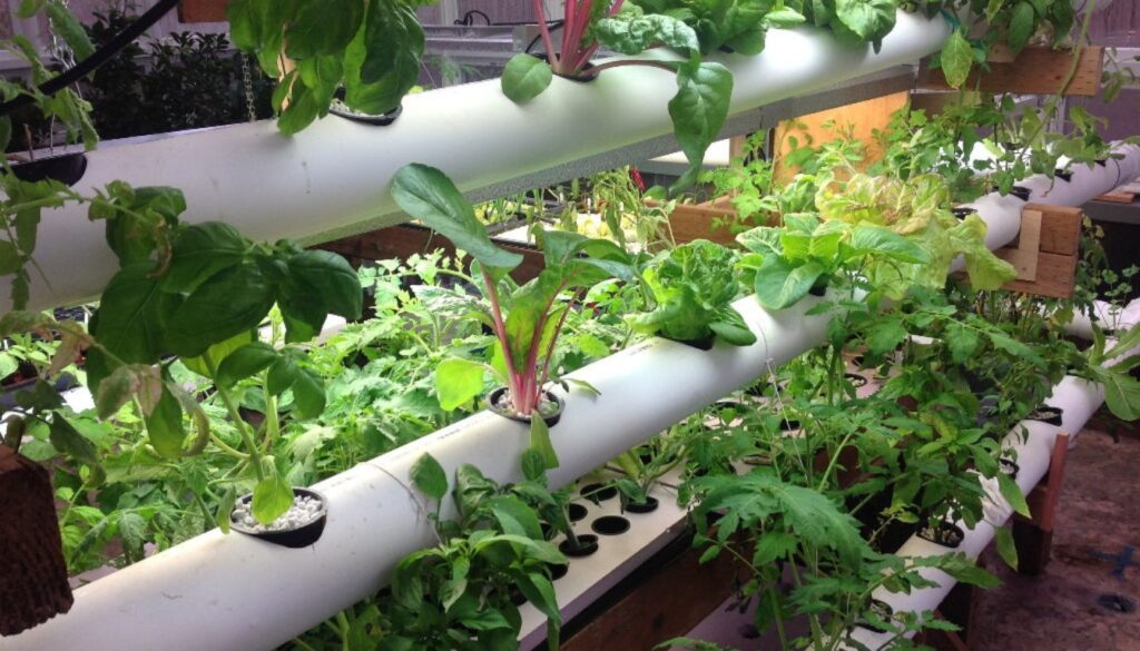 A hydroponic system with various herbs growing in white PVC pipes, supported by a wooden frame.