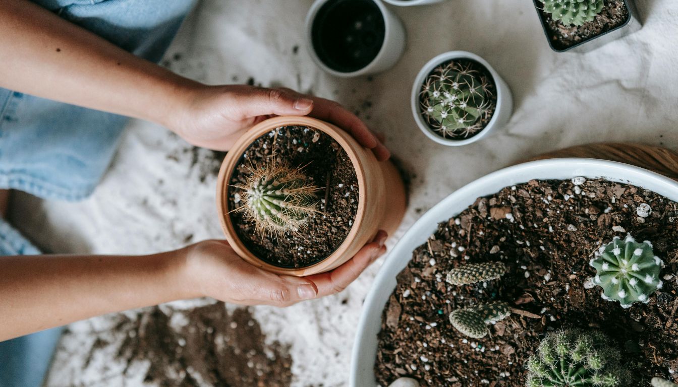 A pair of hands holding a terracotta pot with a small cactus, surrounded by other potted cacti on a white surface.