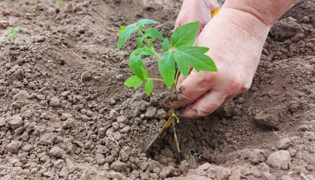 Hands gently planting a young tomato seedling into freshly tilled soil, showing the early stages of propagation.