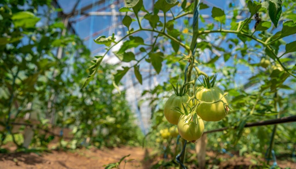 Can You Over-Prune A Tomato Plant