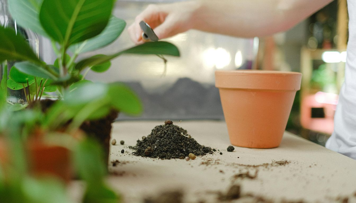 A person is preparing to pot a plant. There is a small pile of soil on the table, a terracotta pot, and green plants in the background.