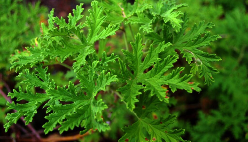 Close-up of green, intricately lobed leaves of a herbal plant.