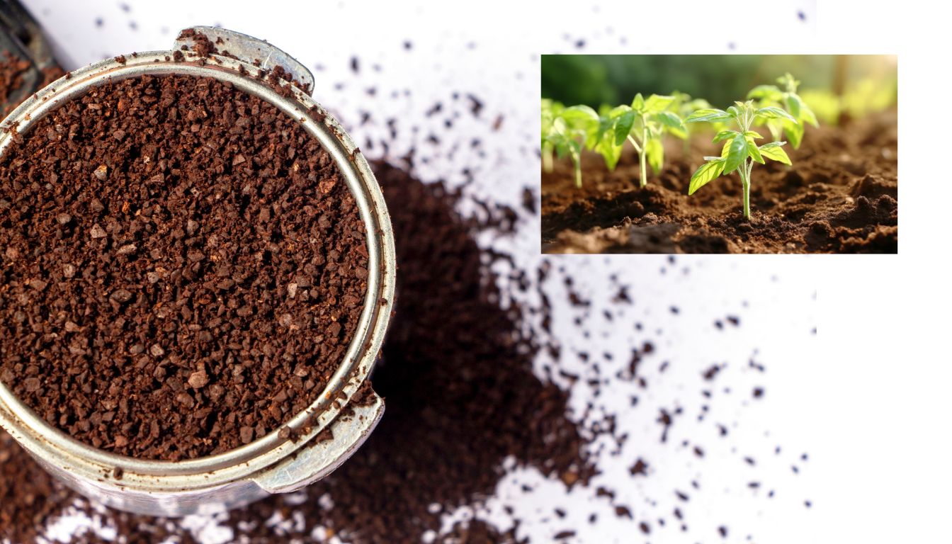 Used coffee grounds in a metal container beside sprouting green plants in soil, symbolizing their use as fertilizer in tomato gardening.