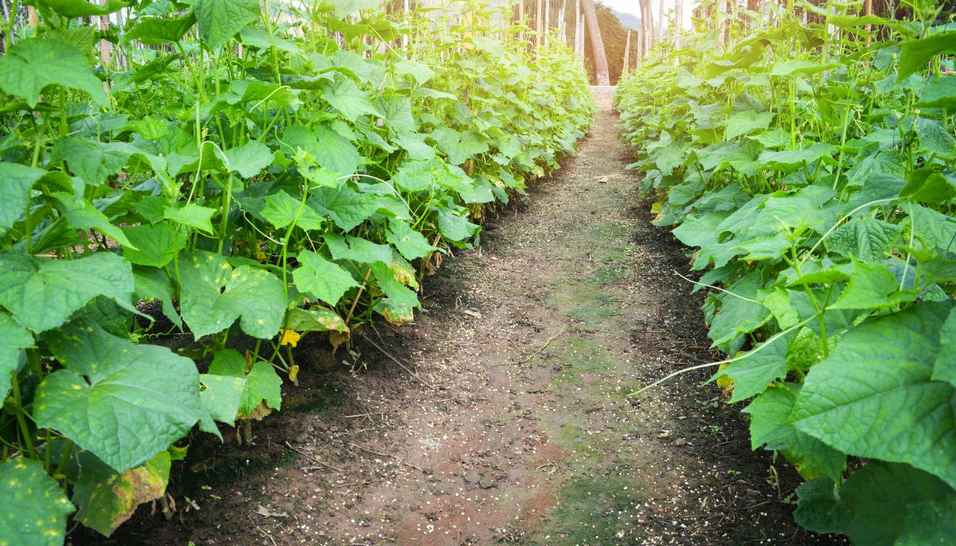 A well-maintained garden pathway lined with tall cucumber plants growing on vertical trellises, illustrating organized vertical gardening.
