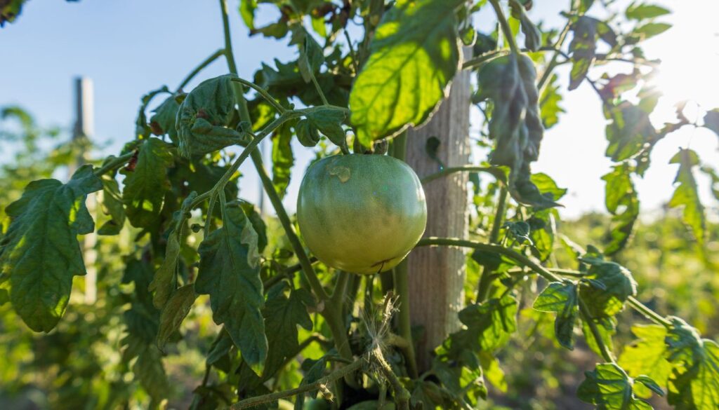 Close-up of a tomato plant with a green tomato and healthy leaves, supported by a wooden stake in a sunlit garden.