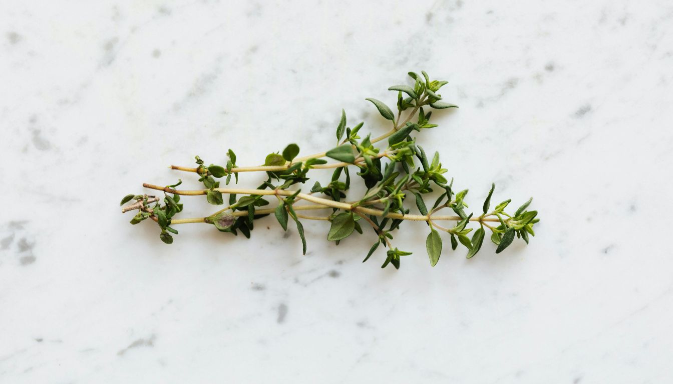 A sprig of thyme with green leaves and small stems placed on a white marble surface.