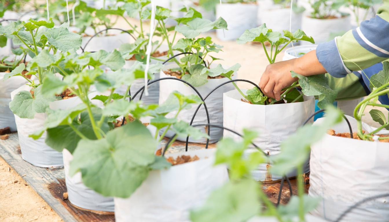 A person tending to cucumber plants growing in white grow bags, with drip irrigation tubes visible.