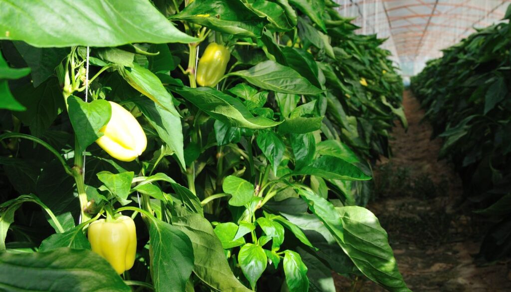 Rows of pepper plants growing in a greenhouse, with ripe red and green peppers hanging from vibrant green foliage.