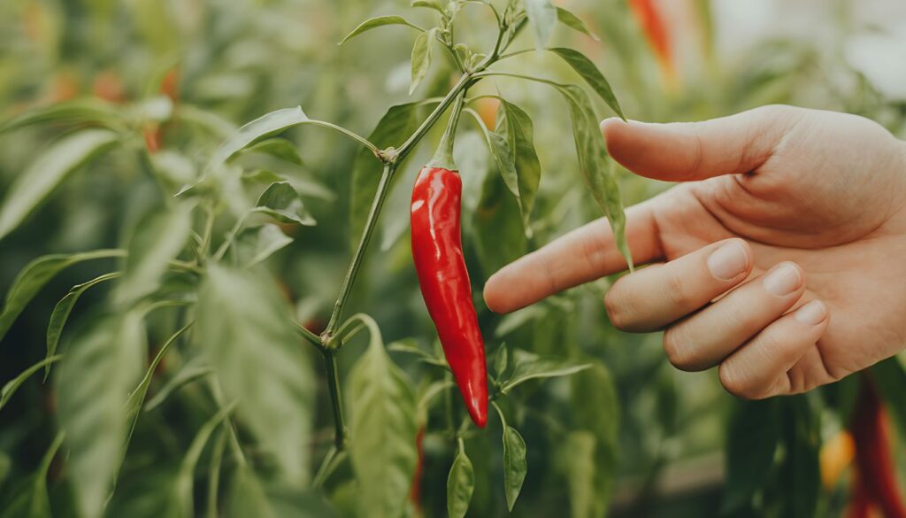 A hand reaches toward a ripe red chili pepper growing on a lush green plant in a garden, surrounded by companion plants.