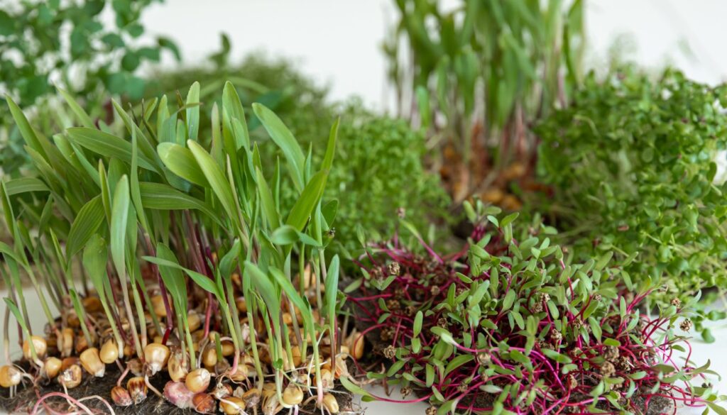 How Long Does it Take Seeds to Sprout in Soil