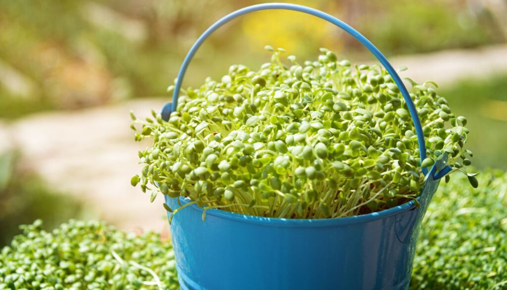 How Long Does it Take Seeds to Sprout in Soil