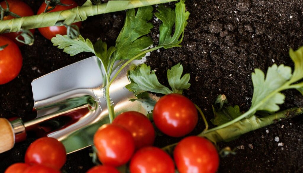 Ripe cherry tomatoes on the vine resting on rich soil beside a metal hand trowel in a garden setting.