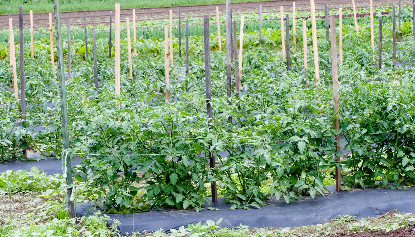 Tomato plants supported by wooden stakes in a well-organized garden with black plastic mulch covering the soil.