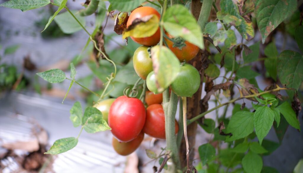 A tomato plant with fruits in various stages of ripeness, from green to red, alongside healthy and wilted leaves, illustrating the process of diagnosing and reviving a struggling plant.