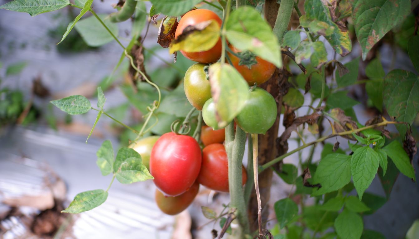 A tomato plant with fruits in various stages of ripeness, from green to red, alongside healthy and wilted leaves, illustrating the process of diagnosing and reviving a struggling plant.