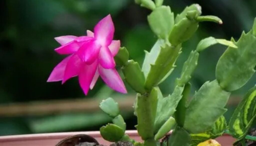 A close-up of a Thanksgiving cactus with a vibrant pink flower blooming from its green segmented stem.