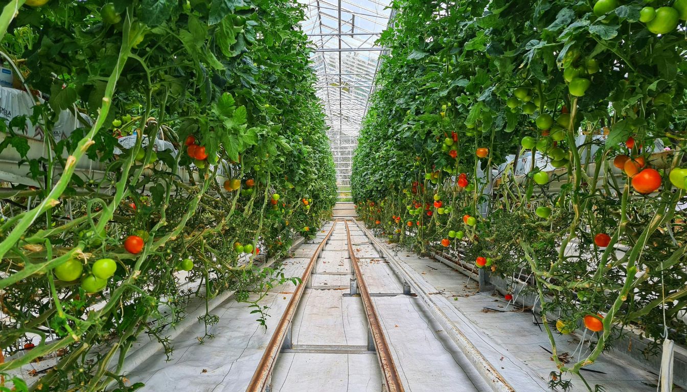 A greenhouse with rows of tomato plants growing on both sides, supported by trellises. The plants have a mix of green and red tomatoes, indicating different stages of ripeness. The greenhouse has a clear roof allowing natural light to enter.