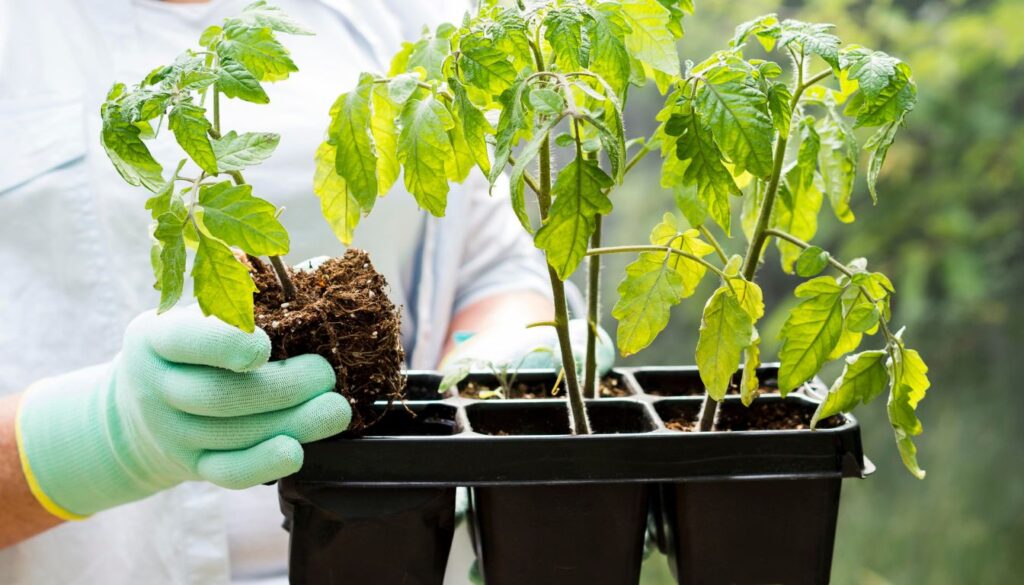 Leggy Seedlings Tomato