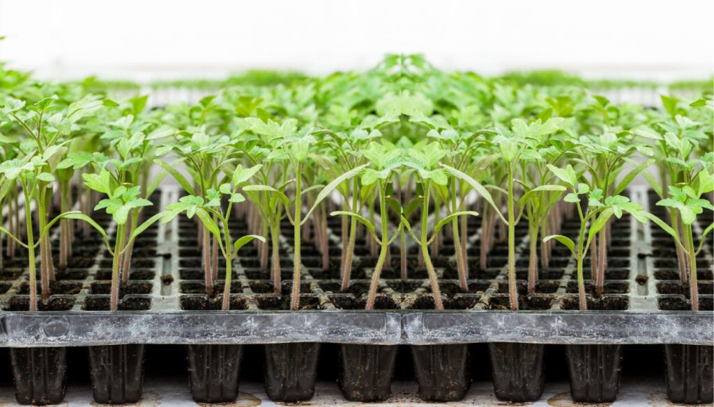 Leggy Seedlings Tomato