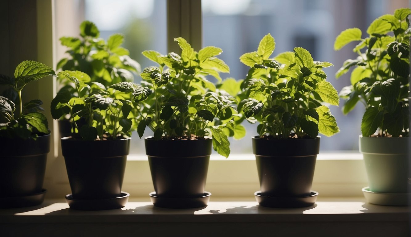 A row of mint plants in pots sitting on a windowsill, bathed in sunlight.