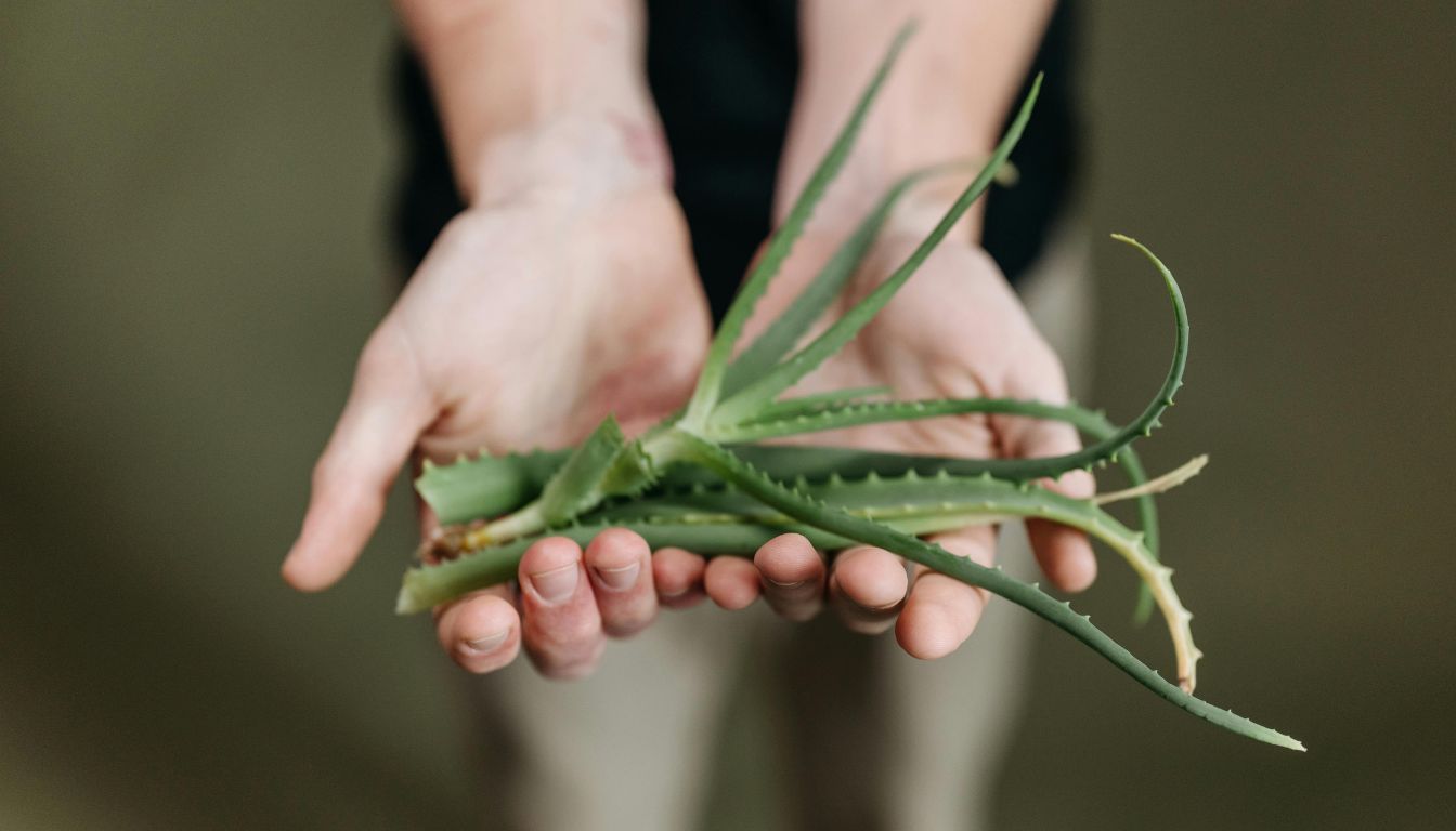 Hands holding a piece of aloe vera plant with no roots.