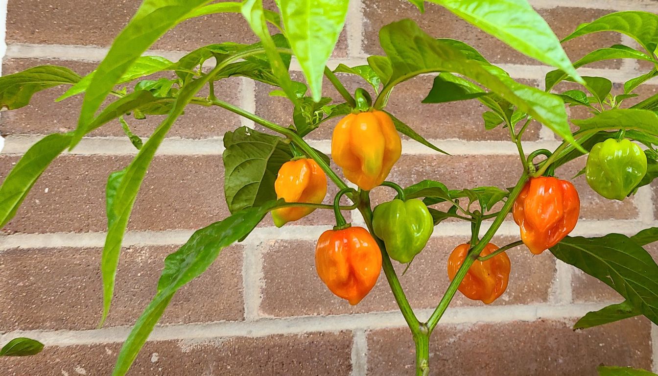 A pepper plant with small, underdeveloped green peppers surrounded by slightly yellowing leaves, indicating potential growth issues.