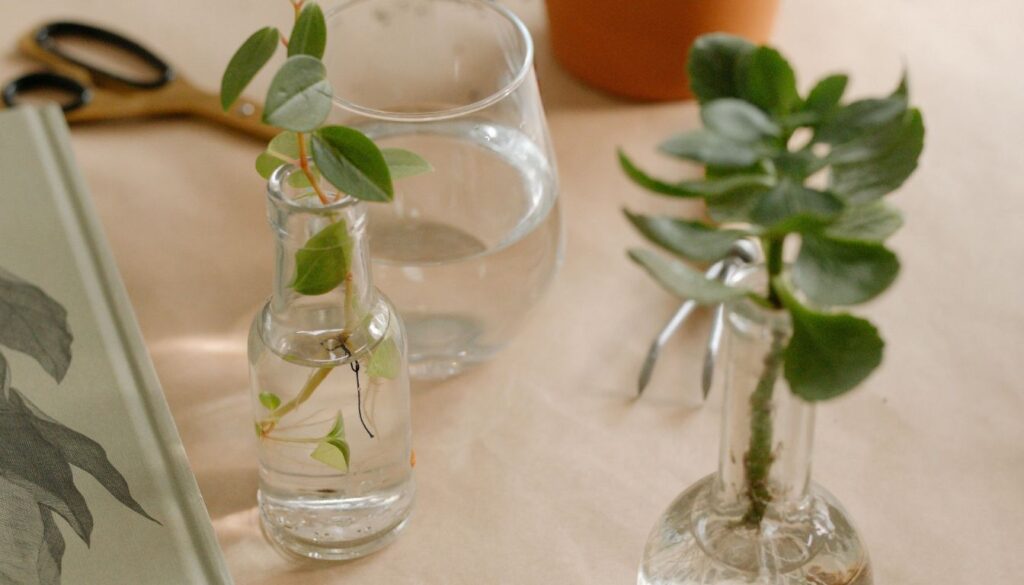 A pair of succulent cuttings in small glass bottles filled with water, alongside a glass of water, scissors, and a book with botanical illustrations on a beige surface.