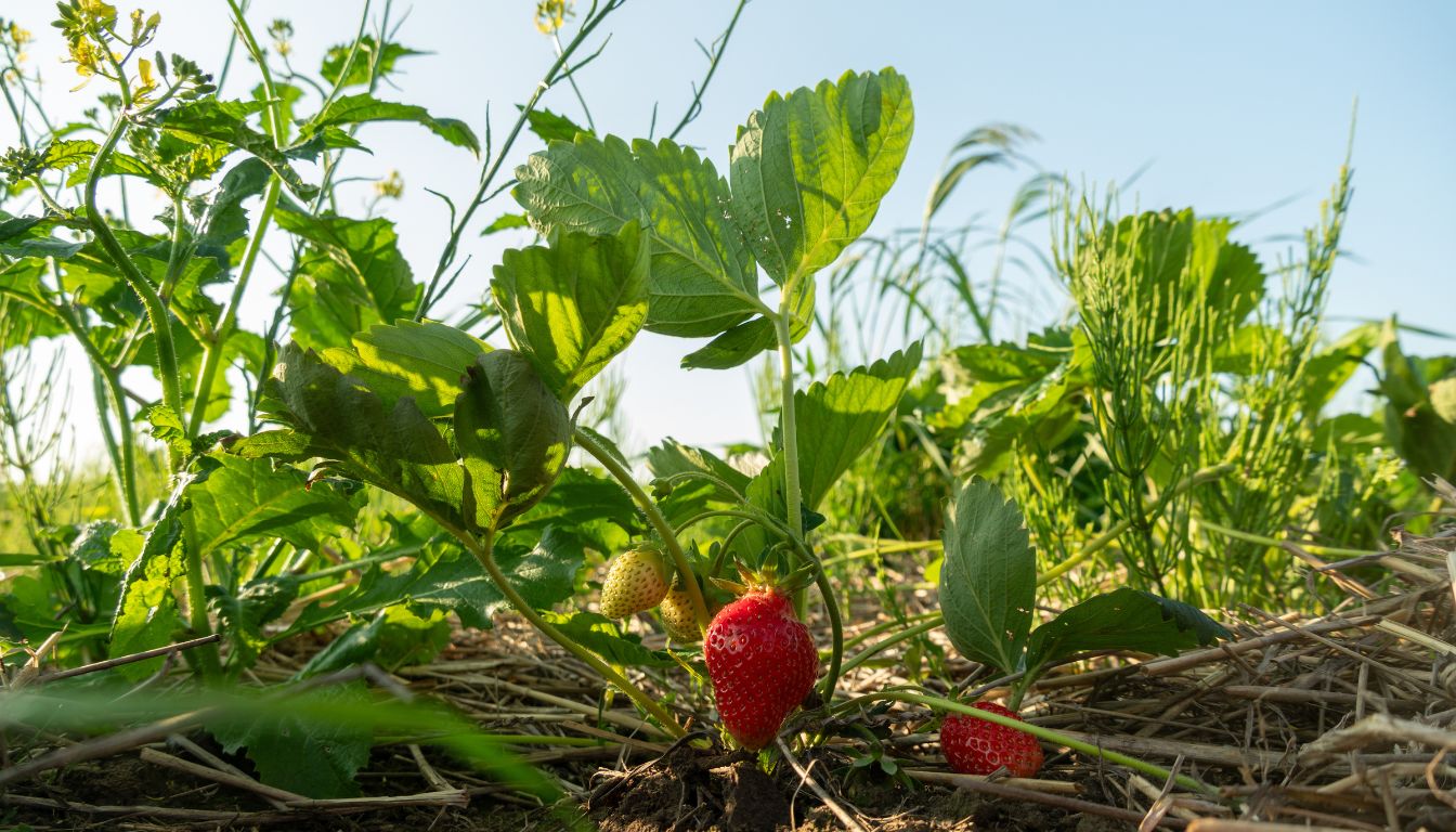 Strawberry plant growing in straw-covered soil with ripe and unripe fruit, surrounded by natural vegetation.