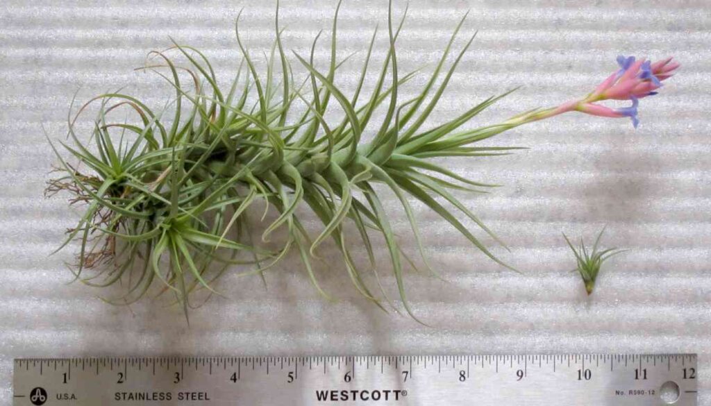 A large air plant with a pink and purple flower is placed next to a smaller air plant on a textured surface. A ruler is positioned below the plants, showing the larger plant is about 10 inches long.