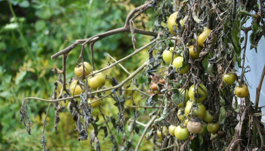 Tomato Plants Winter