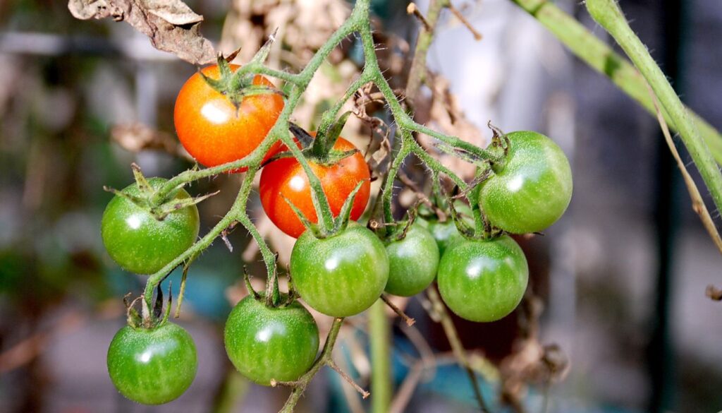 Cluster of tomatoes in various stages of ripeness on a vine with green and browning leaves, illustrating seasonal stress and growth.