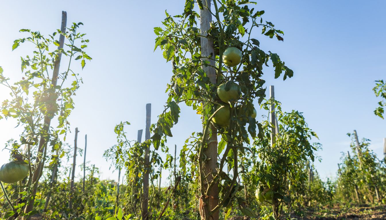 Rows of staked tomato plants with green tomatoes growing under a clear blue sky, representing healthy growth and proper garden care.