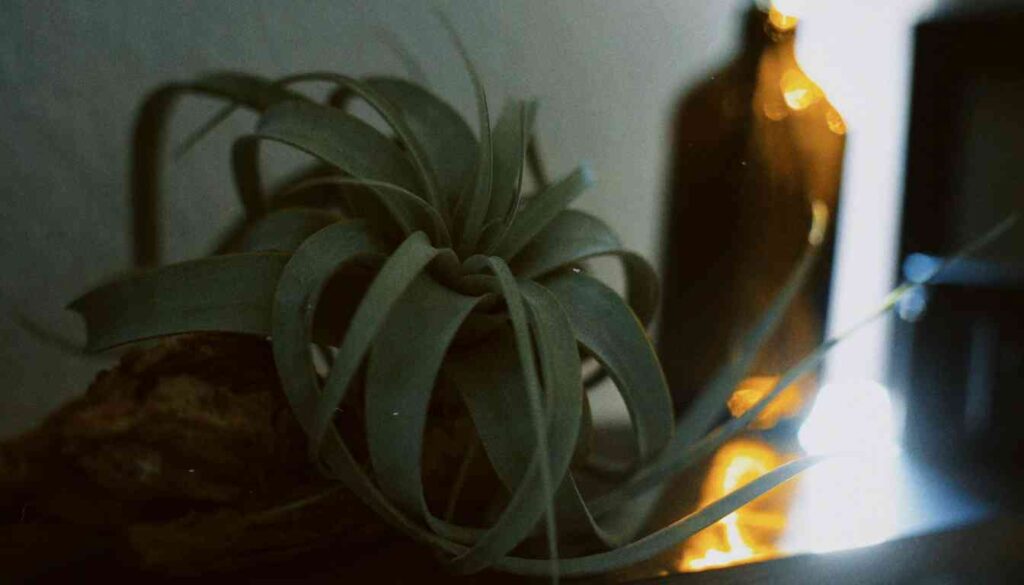 A healthy air plant (Tillandsia) with long, curved leaves sits atop a wooden surface, showcasing its potential for growth in an indoor environment.