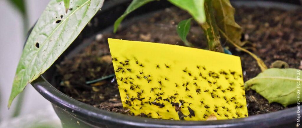 Houseplant with gnat-damaged leaves in a pot.