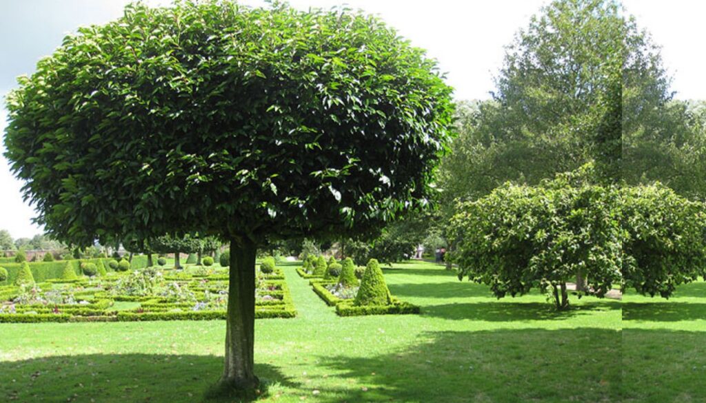 Formal garden with neatly trimmed trees, including a bay laurel with dense, rounded foliage and clear trunk.