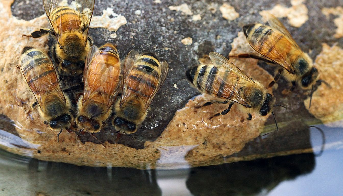 A shallow bee water dish filled with water and pebbles, providing a safe hydration spot for bees.