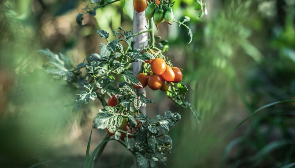 Best Food for Tomatoes