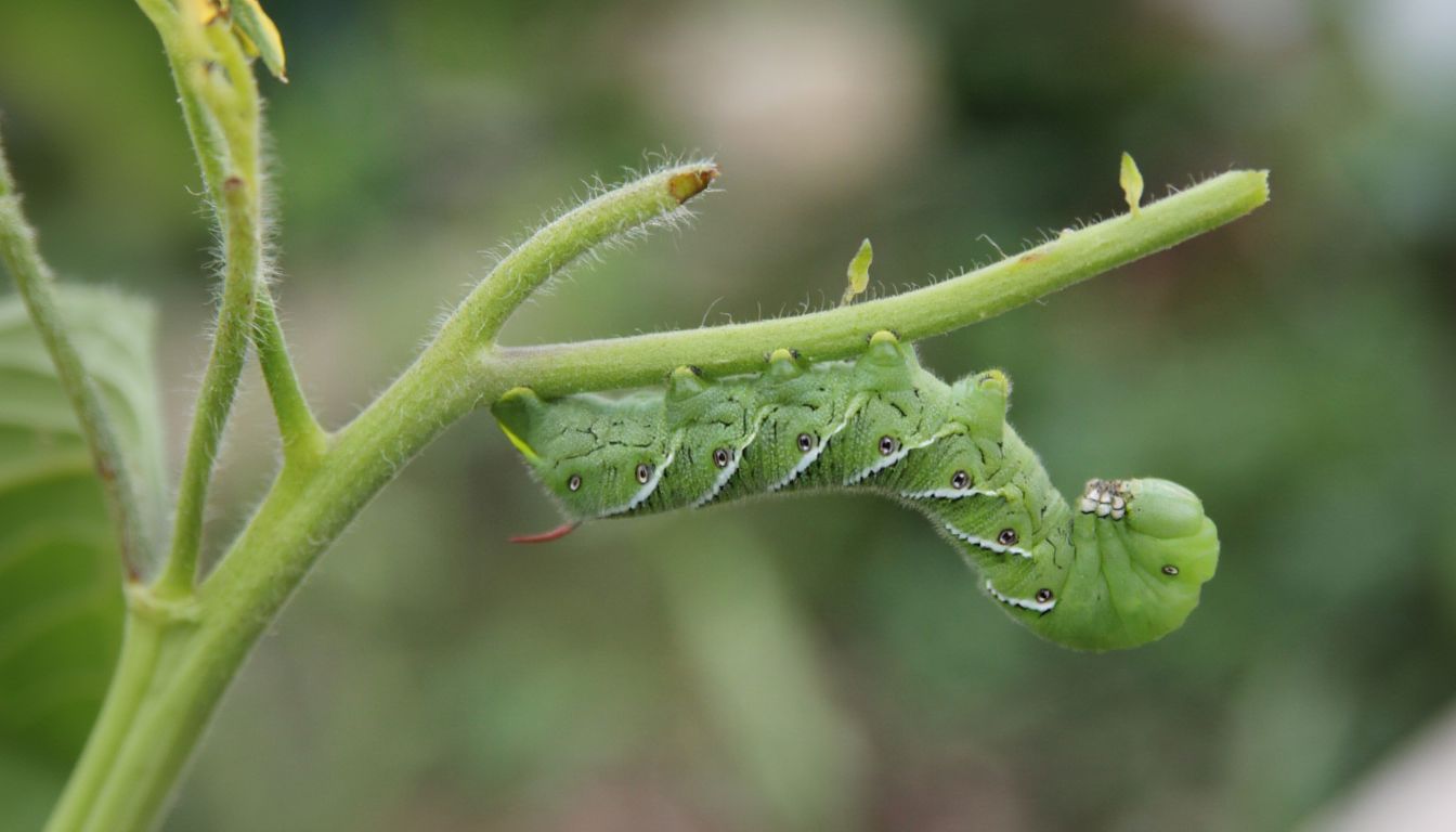 A large green tomato hornworm caterpillar with white stripes and a red horn clings to a pepper plant stem.