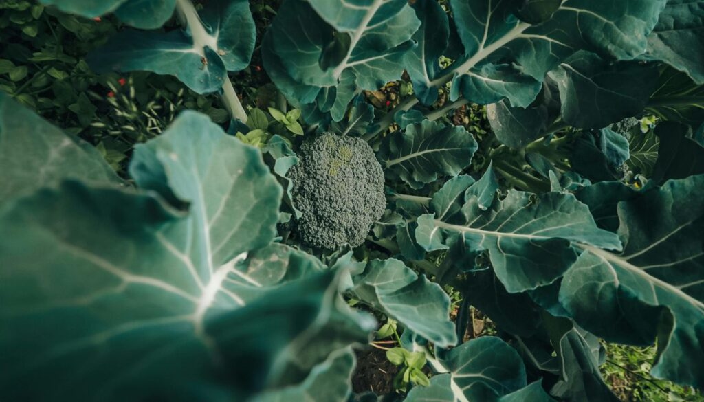 Can Broccoli Grow in Shade