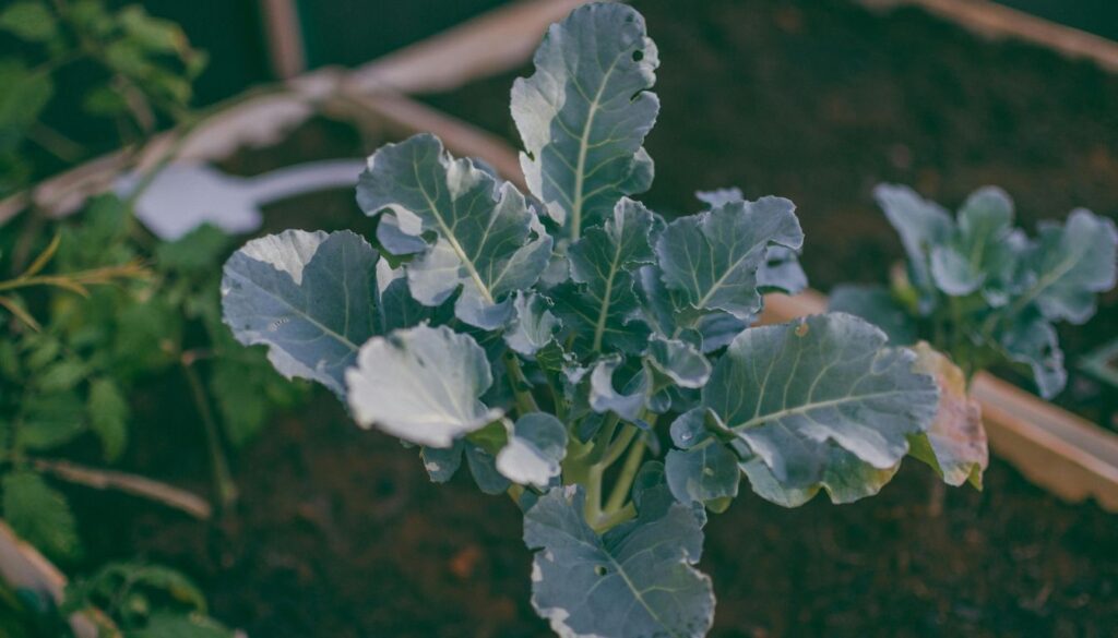 Can Broccoli Grow in Shade