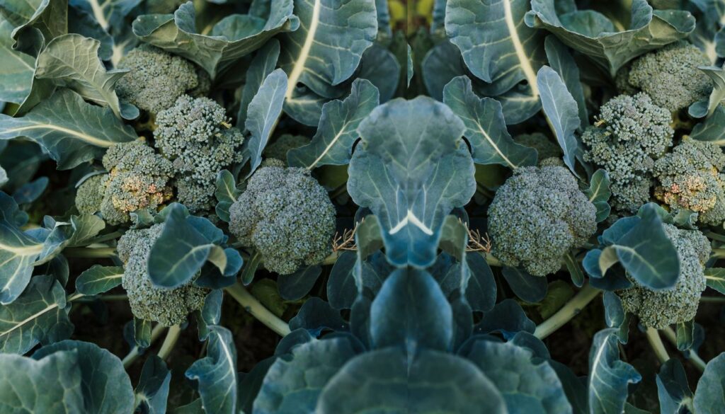 Close-up of broccoli plants with dark green leaves and compact heads growing in a garden bed.