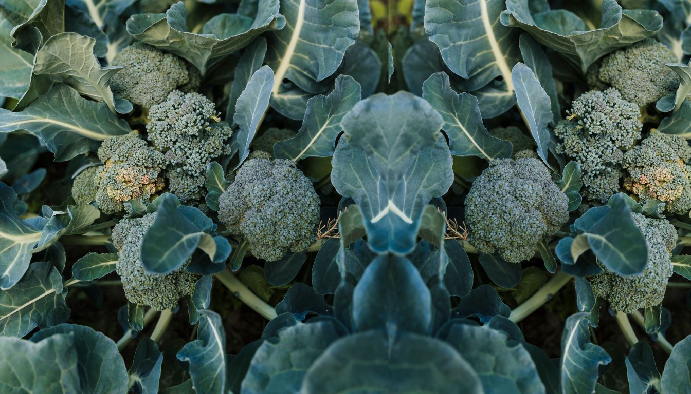 Close-up of broccoli plants with dark green leaves and compact heads growing in a garden bed.
