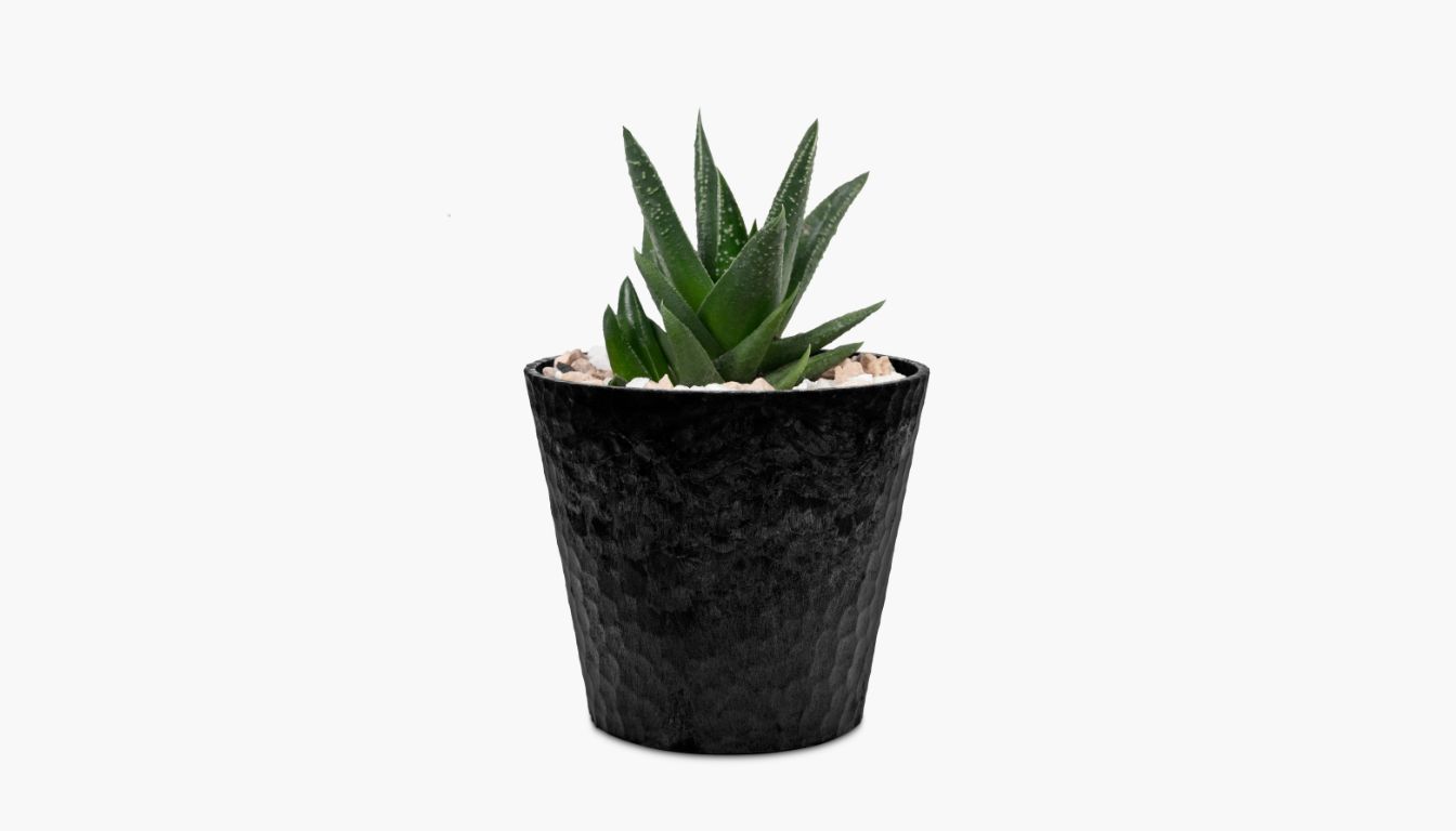A small aloe plant with thick, pointed green leaves growing in a black pot filled with light-colored pebbles, set against a plain white background.