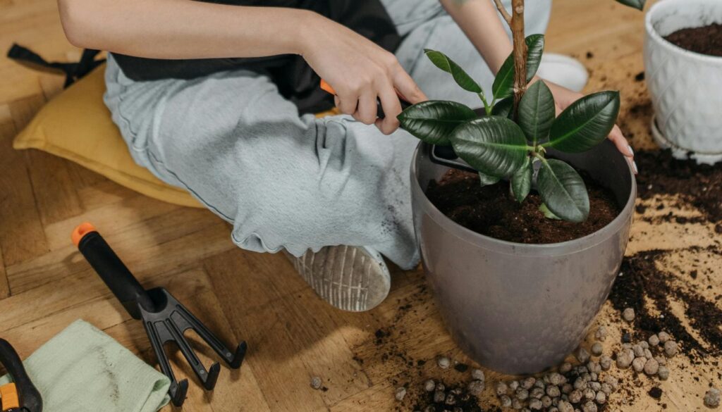 Do Rubber Trees Like to Be Root-Bound