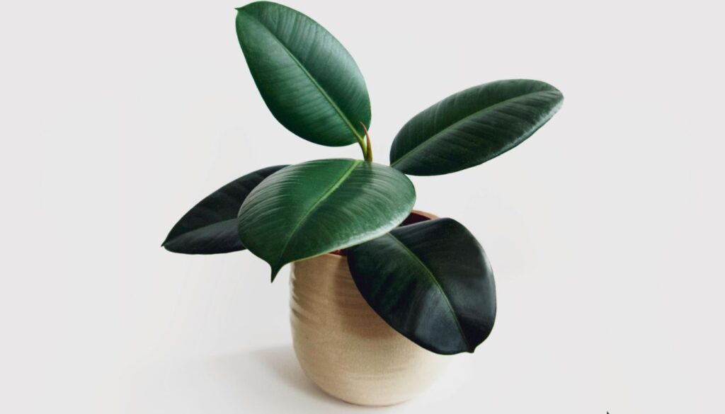 Indoor rubber plant in a ceramic pot with large, glossy green leaves against a white background.