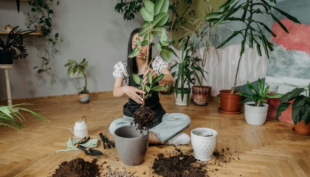 Do Rubber Trees Like to Be Root-Bound