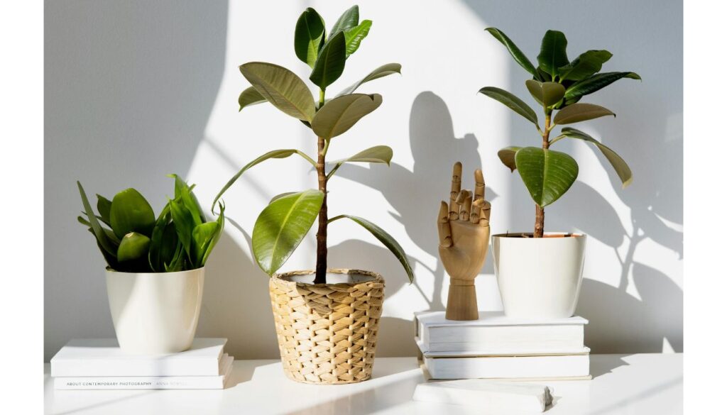 Do Rubber Trees Like to Be Root-Bound