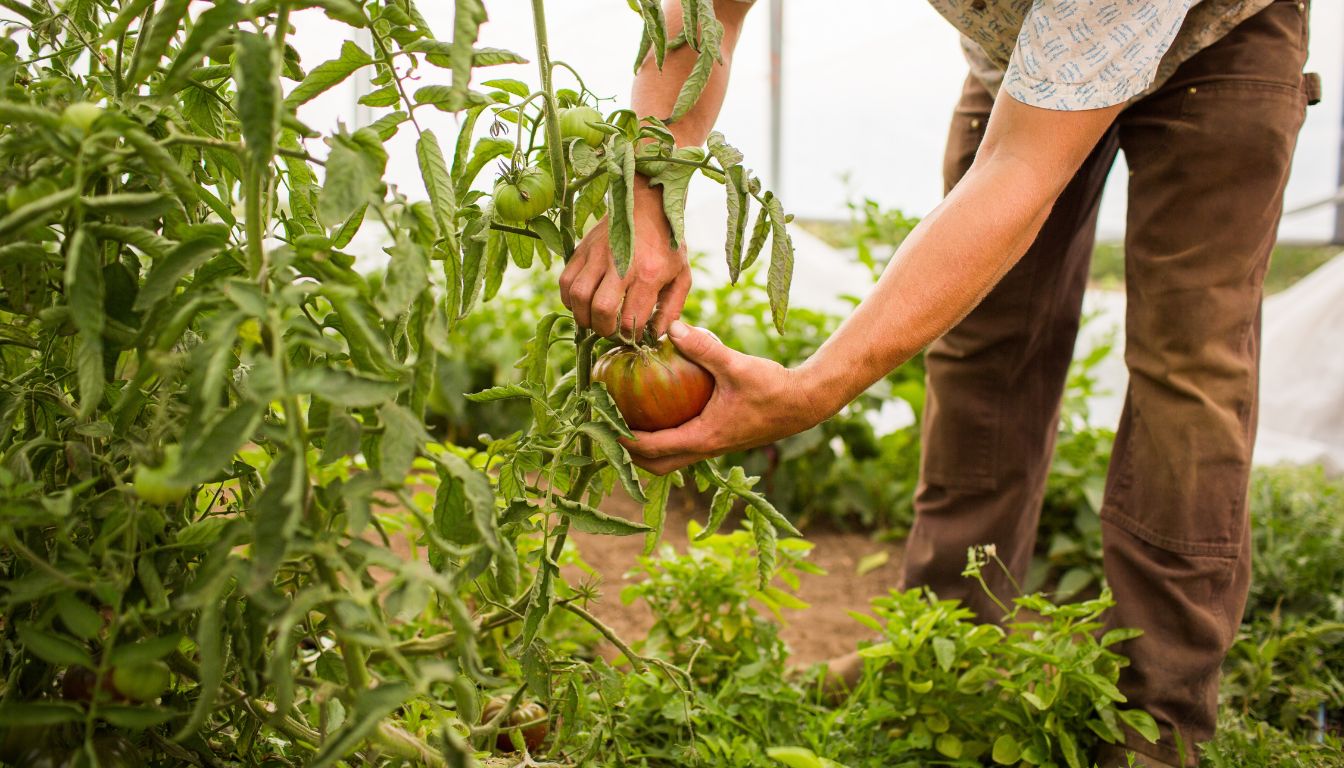 Gardener harvesting a ripe tomato from a lush tomato plant surrounded by green leaves and unripe fruit.