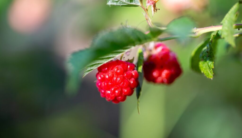 Fruit Bushes That Grow in Shade: Guide to Shade-Tolerant